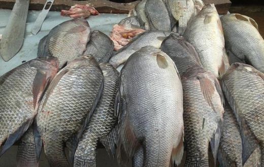 Fish on display at a market