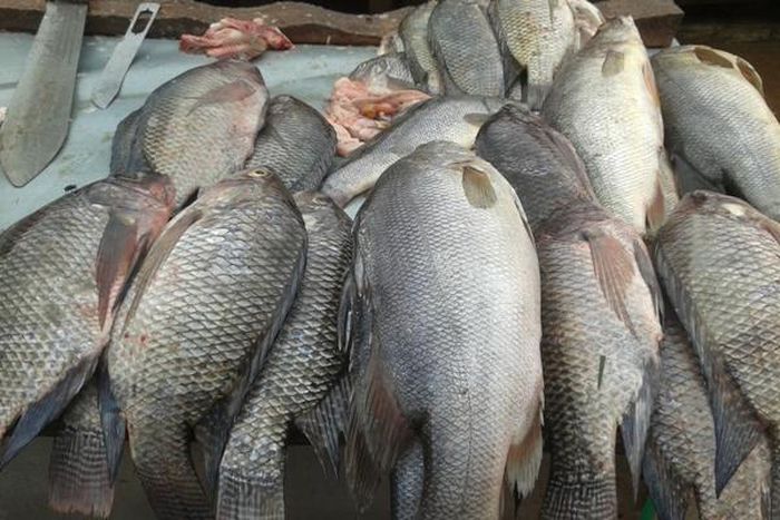 Fish on display at a market