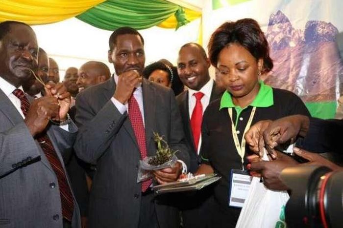 Meru Governor Peter Munya (right) and NASA leader Raila Odinga chew Miraa (khat) during an Annual Devolution Conference in Meru on April 22, 2016.