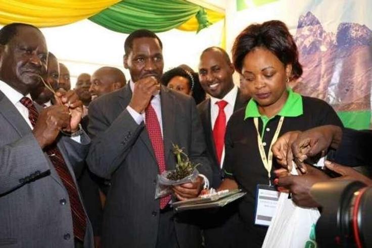 Meru Governor Peter Munya (right) and NASA leader Raila Odinga chew Miraa (khat) during an Annual Devolution Conference in Meru on April 22, 2016.