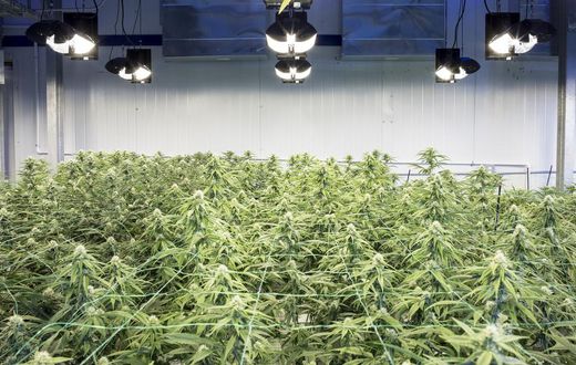 New York City Council Votes to Ban Marijuana Testing for Job Applicants
