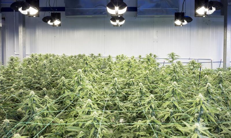 New York City Council Votes to Ban Marijuana Testing for Job Applicants