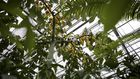 As Climate Warms, Plants Will Absorb Less CO2, Study Finds