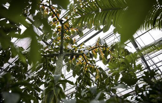 As Climate Warms, Plants Will Absorb Less CO2, Study Finds