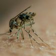 Some 214 million cases of malaria were reported worldwide last year, killing 438,000 people, mainly in Africa, according to the World Health Organization