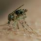 Some 214 million cases of malaria were reported worldwide last year, killing 438,000 people, mainly in Africa, according to the World Health Organization
