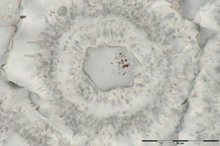 Iron-carbonate (white) rosette with concentric layers of quartz inclusions (grey) and a core of a single quartz crystal with tiny (nanoscopic) inclusions of red hematite from the Nuvvuagittuq Supracrustal Belt are seen in Québec, Canada