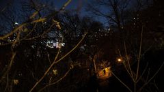 Sex in New York City Parks? It's Less of a Thing Than It Used to Be