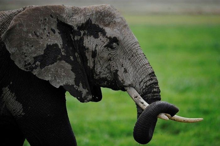 Abubakar, who was awed by the sight of the elephants, was hit by one of the animals resulting in his death on Sunday, July 8, 2018.