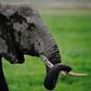 Abubakar, who was awed by the sight of the elephants, was hit by one of the animals resulting in his death on Sunday, July 8, 2018.