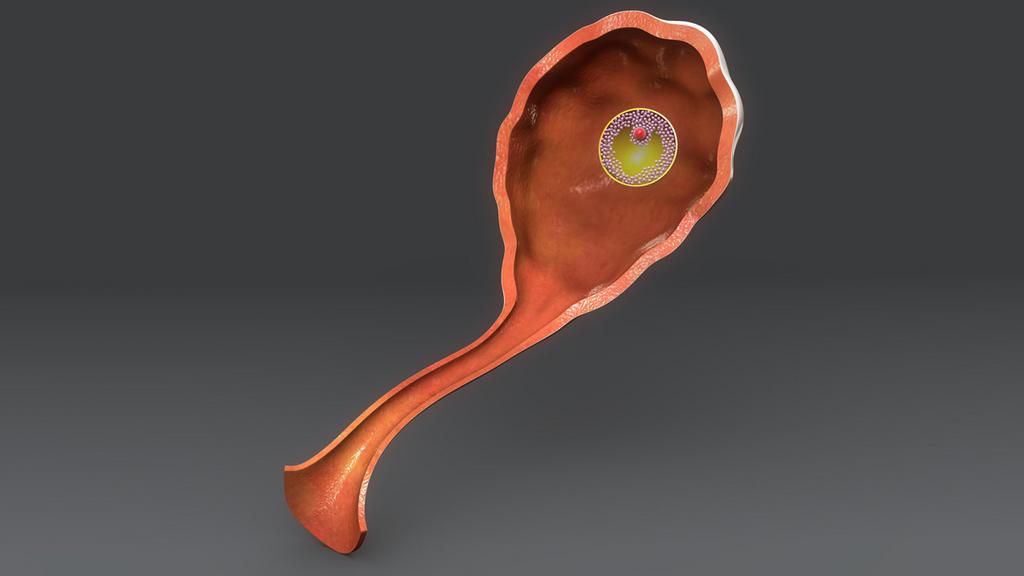 Ovary(TurboSquid)