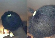 Struggling ponytail (Courtesy)