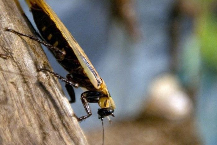 Indian woman discovers some nightmares can come true when a cockroach crawls up her nose and burrows in behind her eyes