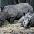 Rhinos Bruno (L) and Gracie are seen at a zoo in Thoiry, France March 8, 2017, a day after intruders shot dead a white rhino named Vince and hacked off its horns in the same area