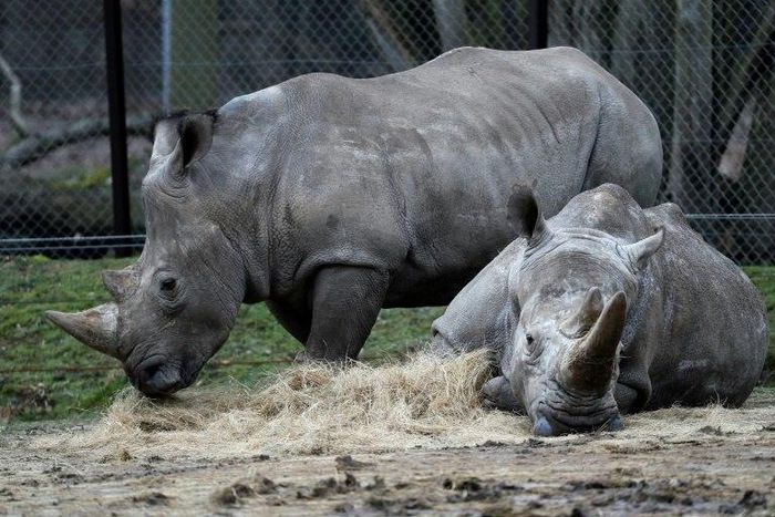 Rhinos Bruno (L) and Gracie are seen at a zoo in Thoiry, France March 8, 2017, a day after intruders shot dead a white rhino named Vince and hacked off its horns in the same area
