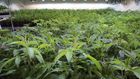 Now for the Hard Part: Getting Californians to Buy Legal Weed