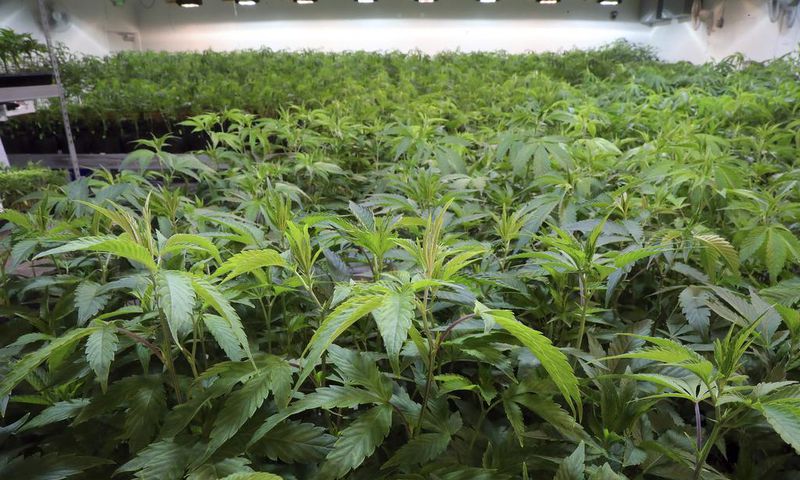 Now for the Hard Part: Getting Californians to Buy Legal Weed