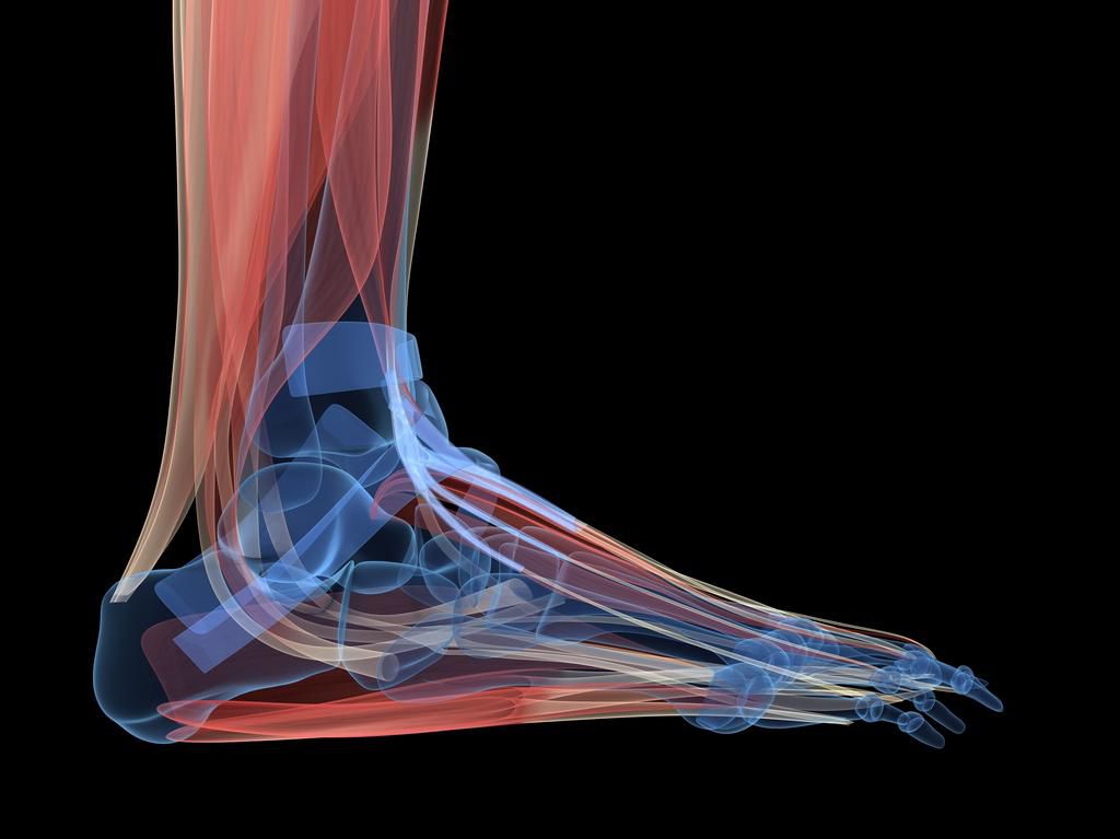 Rendering of the ankle.
