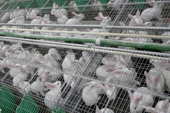 A directive pleas to the European Commission, the EU's executive arm, to take action to protect the rabbits being raised for food in Europe