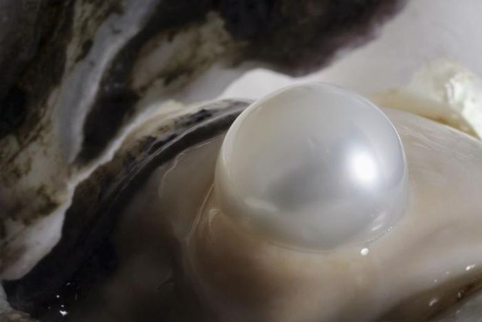 Dr. Pimple Popper Popped A 'Cute' Pilar Cyst