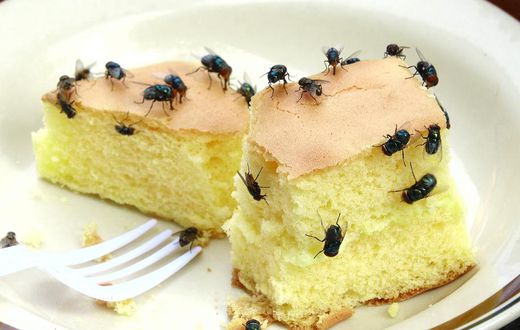 Houseflies(nowthisnews)