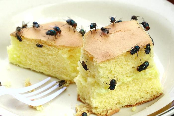 Houseflies(nowthisnews)