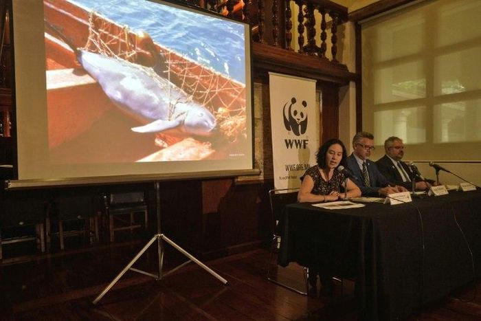 The tiny vaquita marina porpoise, native to Mexico, may soon be extict if drastic conservation measures are not taken, the World Wildlife Fund for Nature says