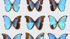 Split-Sex Animals Are Unusual, Yes, but Not as Rare as You'd Think