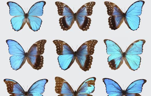 Split-Sex Animals Are Unusual, Yes, but Not as Rare as You'd Think