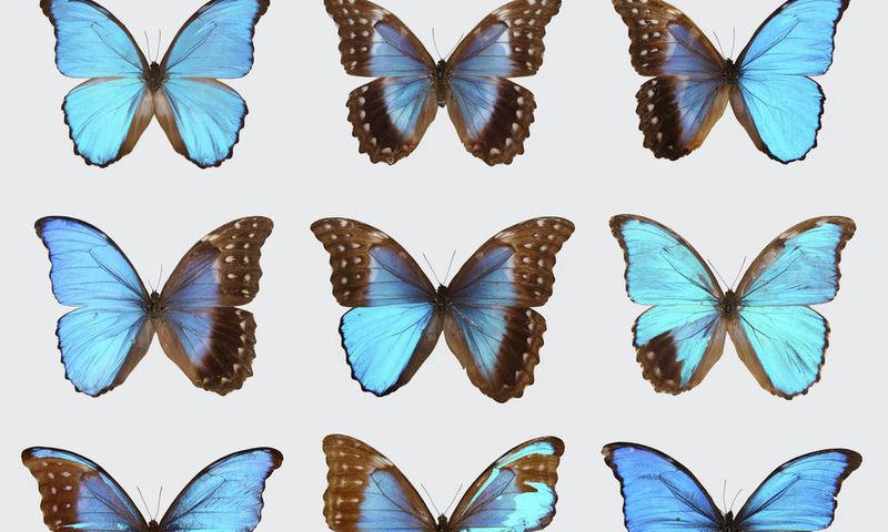 Split-Sex Animals Are Unusual, Yes, but Not as Rare as You'd Think