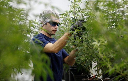 A worker collects cuttings from a marijuana plant at the Canopy Growth Corporation facility in Smiths Falls, Ontario, Canada, January 4, 2018. REUTERS/Chris Wattie