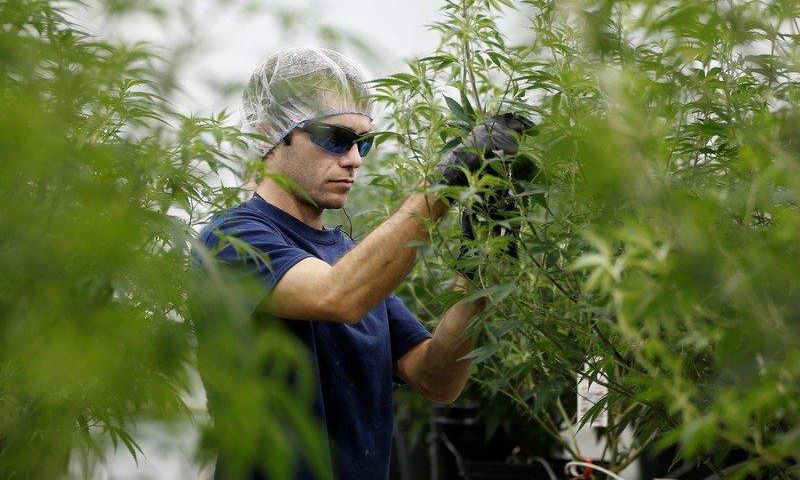 A worker collects cuttings from a marijuana plant at the Canopy Growth Corporation facility in Smiths Falls, Ontario, Canada, January 4, 2018. REUTERS/Chris Wattie