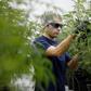 A worker collects cuttings from a marijuana plant at the Canopy Growth Corporation facility in Smiths Falls, Ontario, Canada, January 4, 2018. REUTERS/Chris Wattie