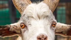 The teenager has reportedly had sex with a goat on two occasions.