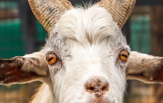The teenager has reportedly had sex with a goat on two occasions.