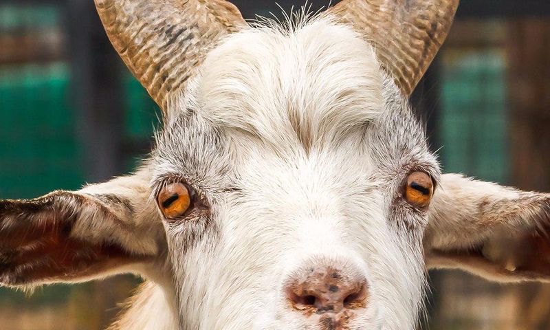 The teenager has reportedly had sex with a goat on two occasions.
