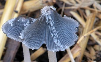 When fungi fight back