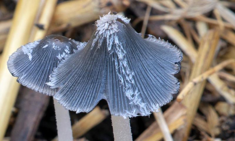 When fungi fight back