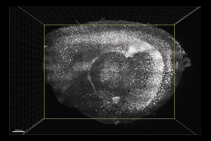 Flashing Lights and Sounds Improve Memory and Learning Skills in Mice
