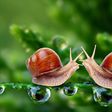 Snails secret mucin that is potent with vital nutrients.