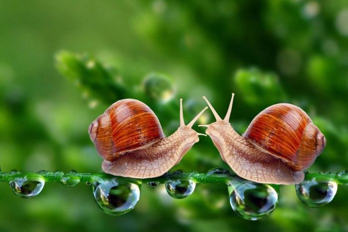 Snails secret mucin that is potent with vital nutrients.