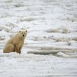 There's good news and bad news for polar bears
