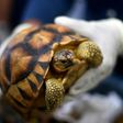 The 330 ploughshare and radiated tortoises seized at Kuala Lumpur International Airport on Sunday were worth $276,784, an official told AFP