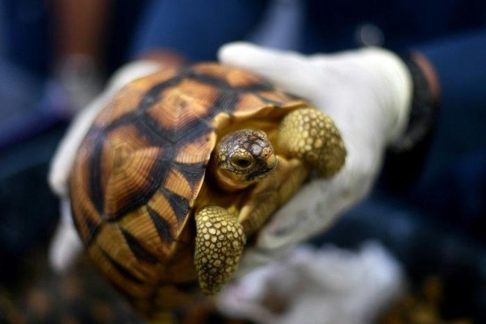 The 330 ploughshare and radiated tortoises seized at Kuala Lumpur International Airport on Sunday were worth $276,784, an official told AFP