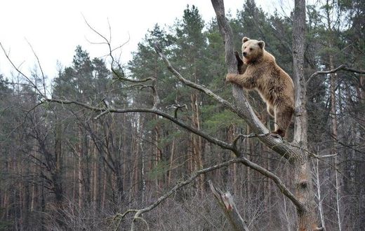 A shelter for bears rescued after years of torture in circuses has become a popular tourist site near the city of Zhytomyr, Ukraine
