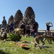 Macaques eat fruit at an ancient temple during the annual "monkey buffet" in Thailand's Lopburi province, north of Bangkok on November 27, 2016