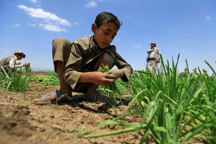 Around two-thirds of those facing severe food shortages live in war-torn countries like Yemen