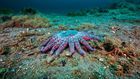 Scientists single out a suspect in starfish carnage: Warming oceans