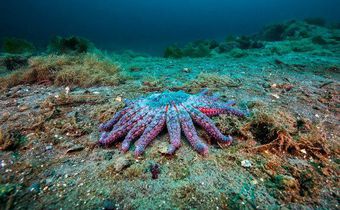 Scientists single out a suspect in starfish carnage: Warming oceans