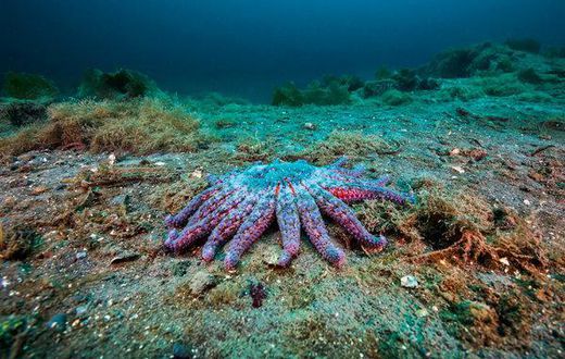 Scientists single out a suspect in starfish carnage: Warming oceans